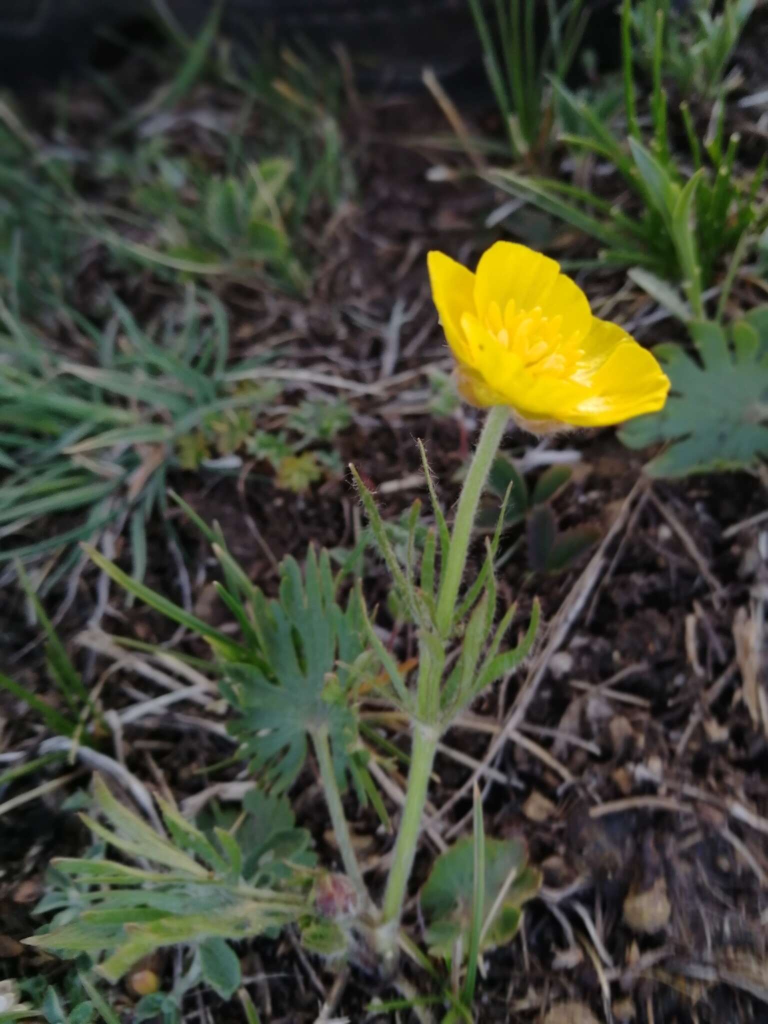 Image of surefoot buttercup