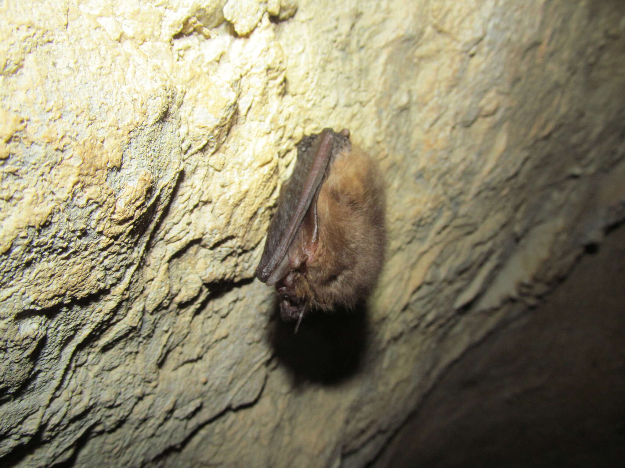 Image of Ognev’s Long-eared Bat