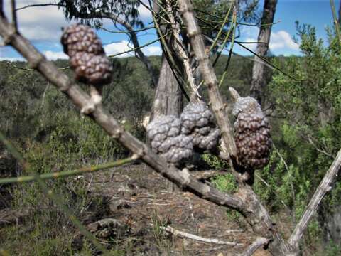 Image of Allocasuarina distyla (Vent.) L. A. S. Johnson