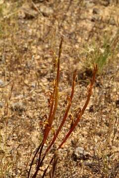 Image of Elbow orchids