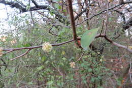 Coccoloba argentinensis Speg. resmi