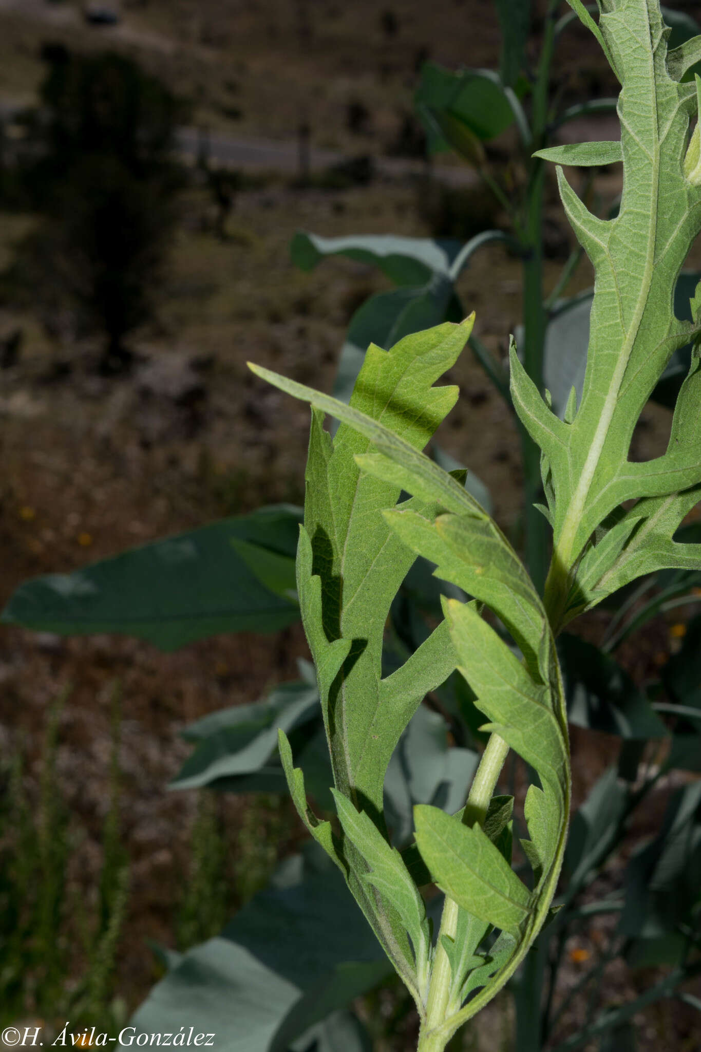 Image de Ambrosia peruviana Willd.