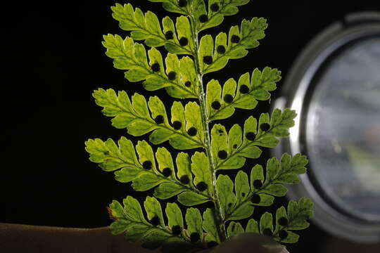 Image of Dryopteris pseudocaenopteris (Kunze) Li Bing Zhang