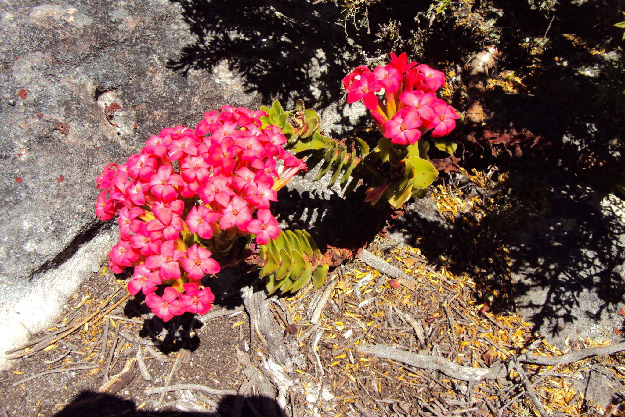 Image of Crassula coccinea L.