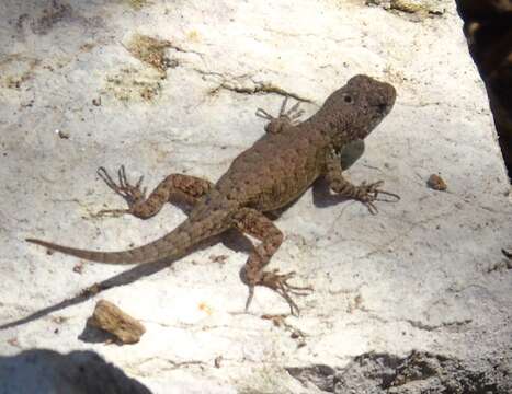 Image of Nelson's Spiny Lizard