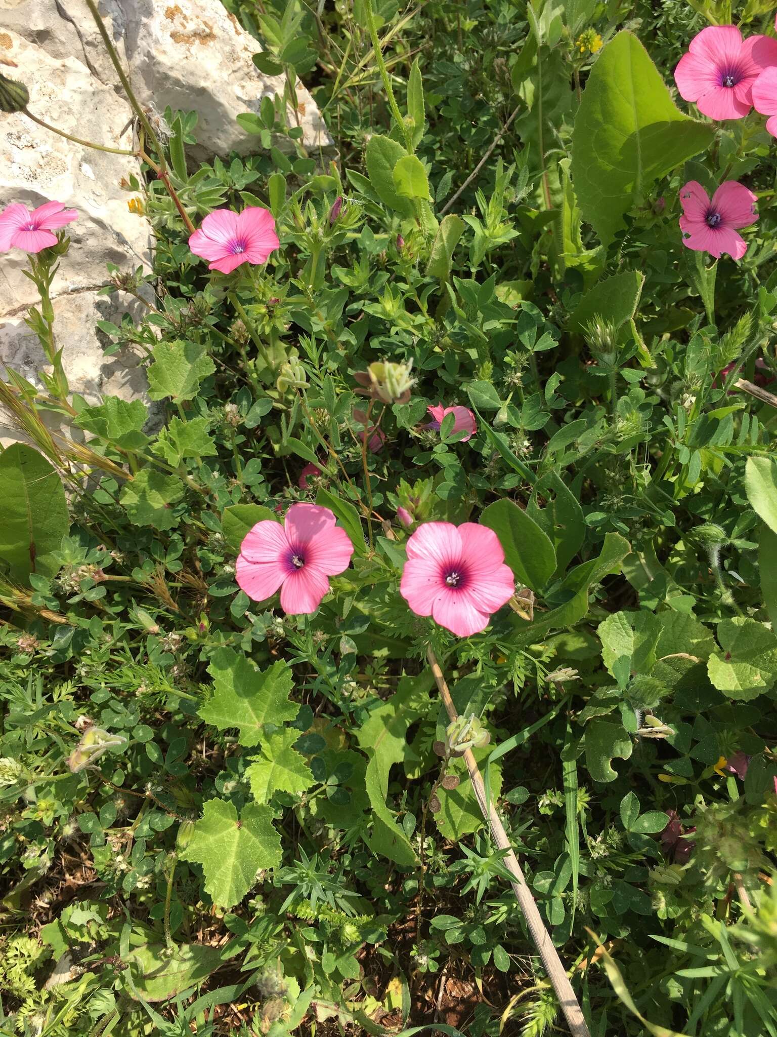 Image of Linum pubescens Banks & Solander