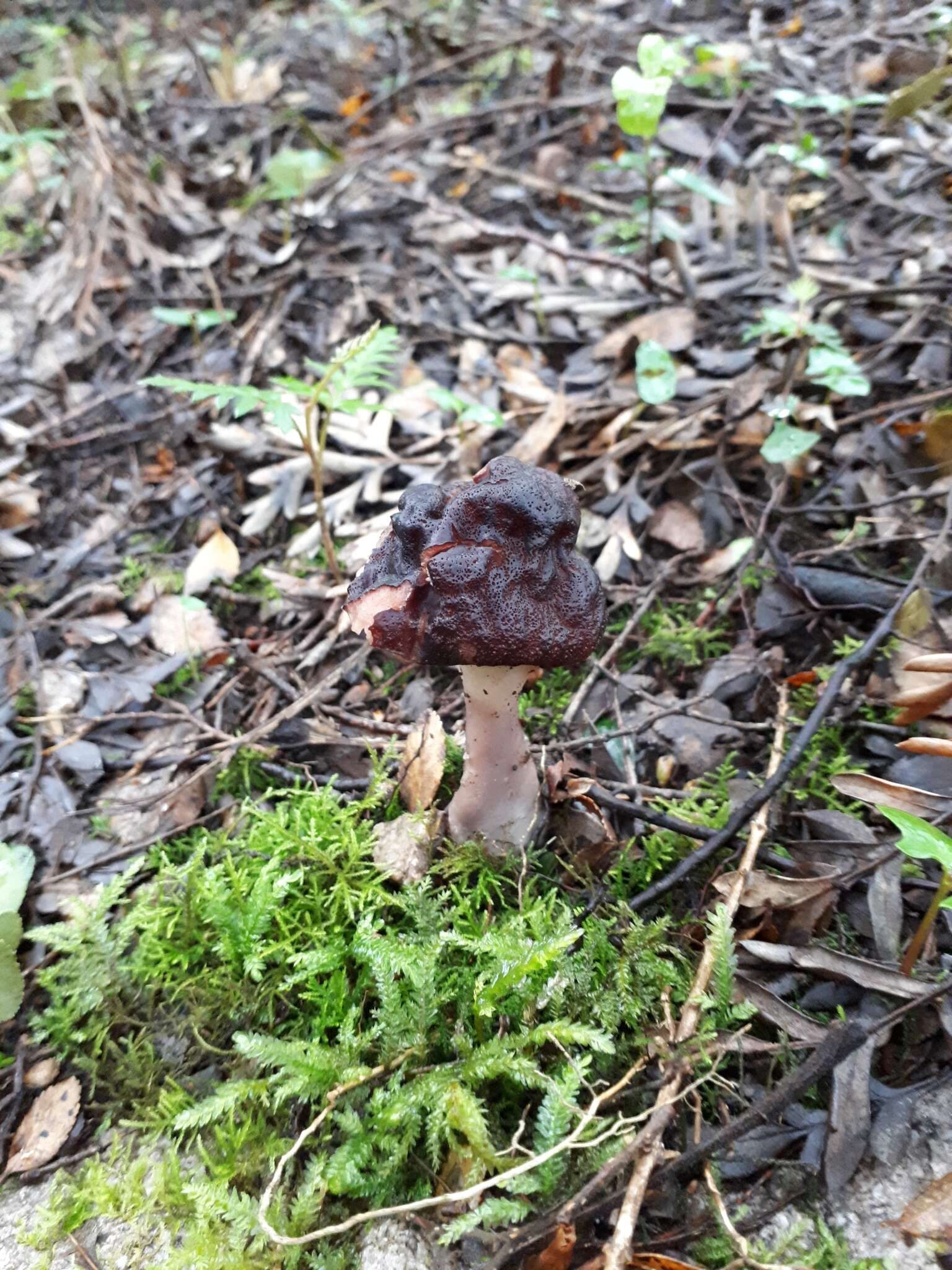 Image of <i>Gyromitra antarctica</i> Rehm