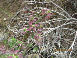 Image of Nenax acerosa subsp. macrocarpa (Eckl. & Zeyh.) Puff