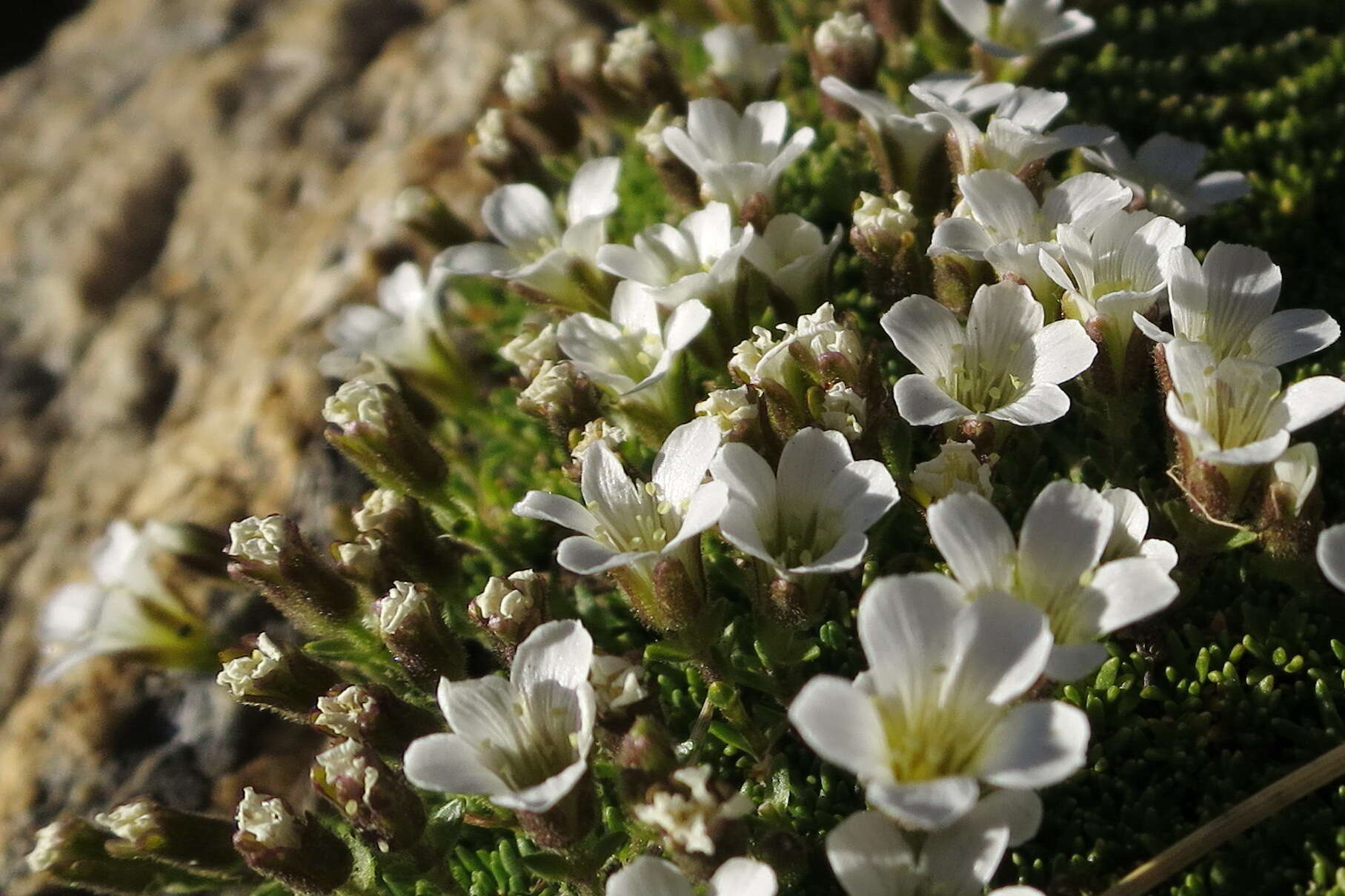 Plancia ëd Cherleria obtusiloba (Rydb.) A. J. Moore & Dillenb.