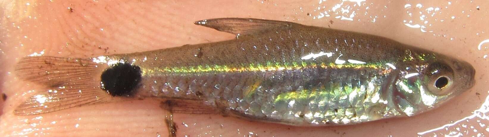 Image of Spottail barb