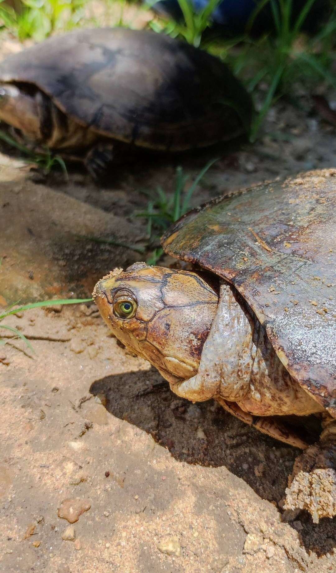 Image of Llanos Sideneck Turtle