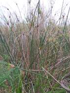 Cyperus giganteus Vahl的圖片