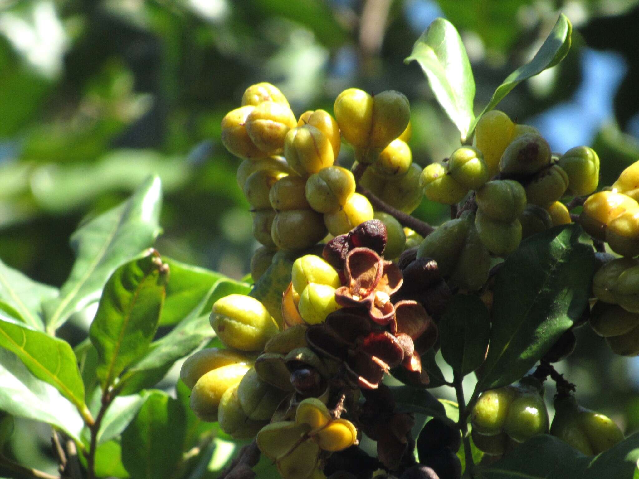 Image of Cupania emarginata Cambess.