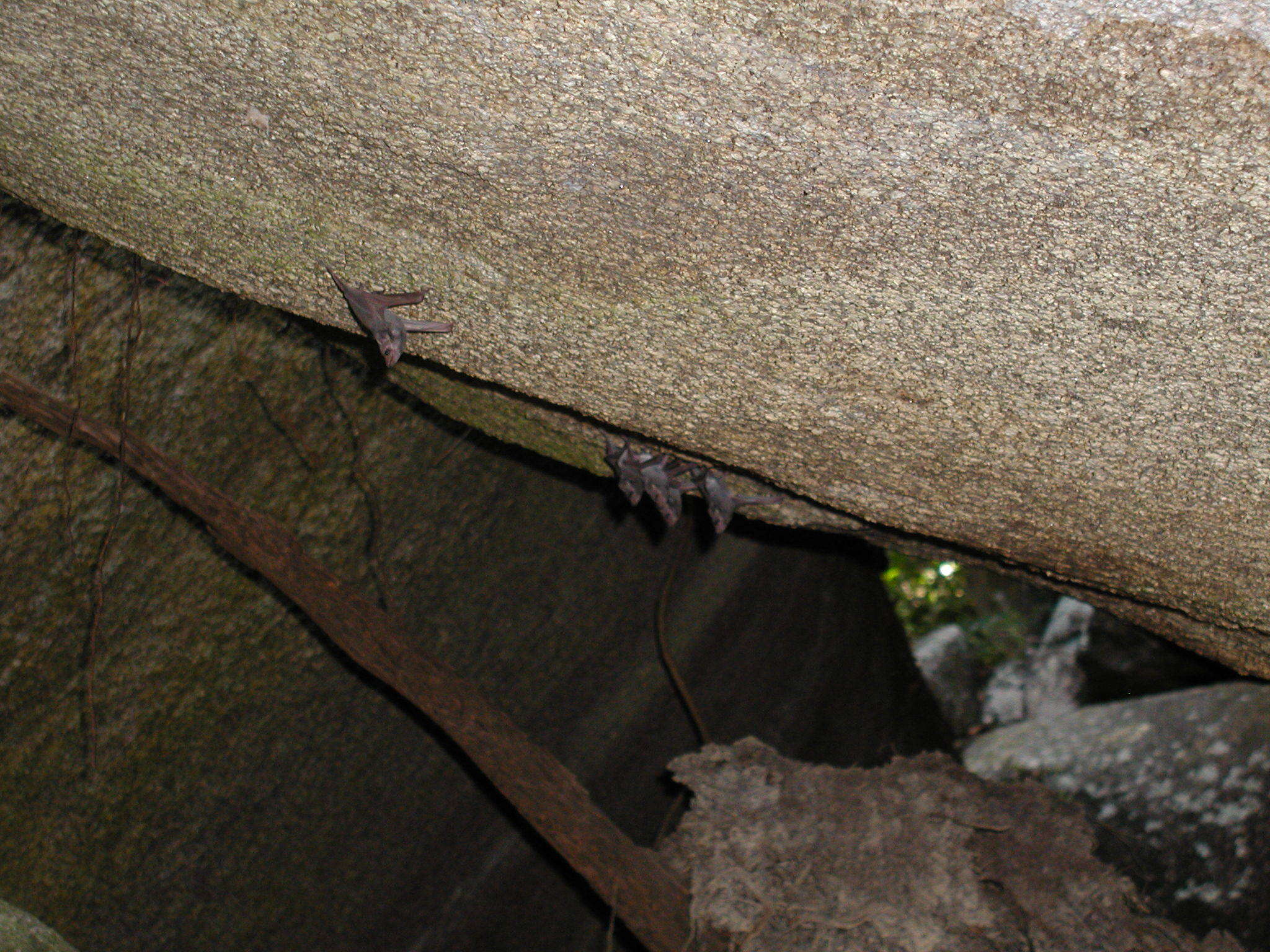 Image de Black-bearded Tomb Bat