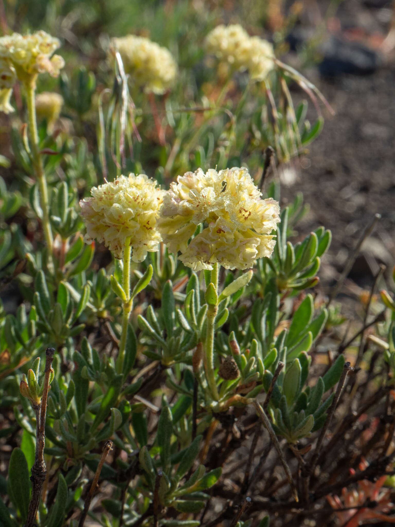 Image of rock buckwheat