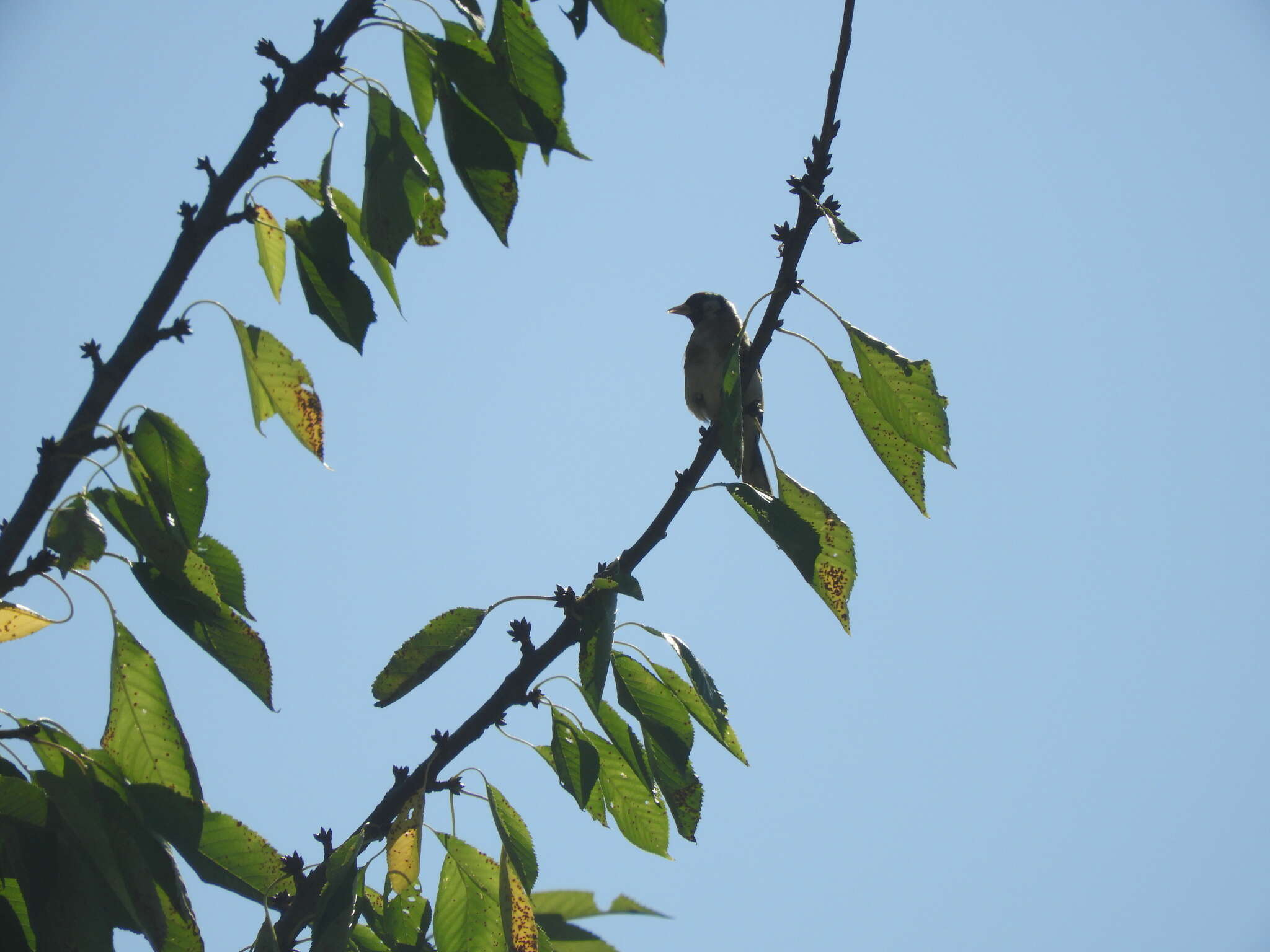 Carduelis carduelis carduelis (Linnaeus 1758)的圖片