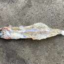 Image of Slough anchovy