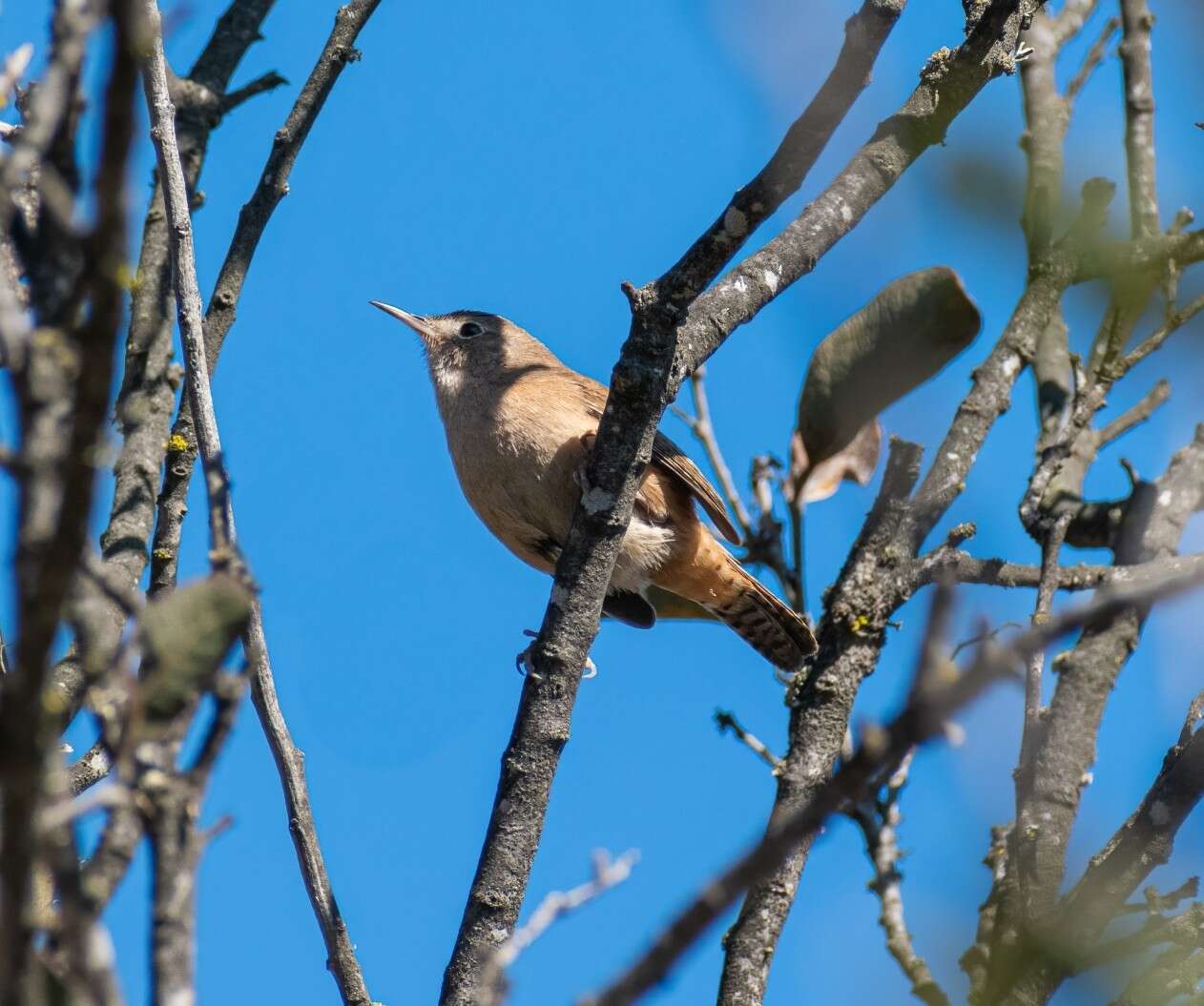 Image of Troglodytes aedon chilensis Lesson & R 1830