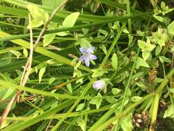 Campanula californica (Kellogg) A. Heller resmi