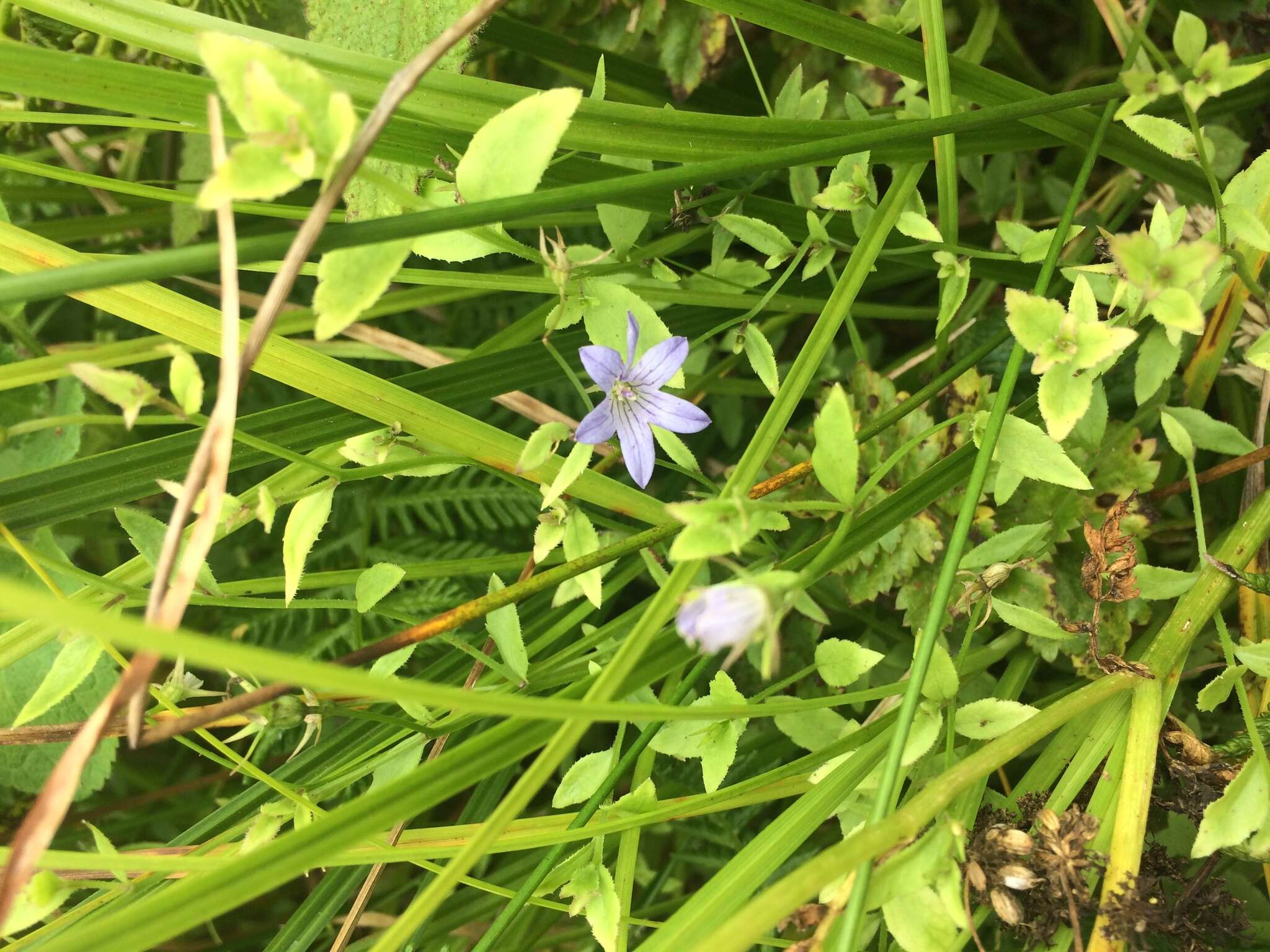 Campanula californica (Kellogg) A. Heller resmi