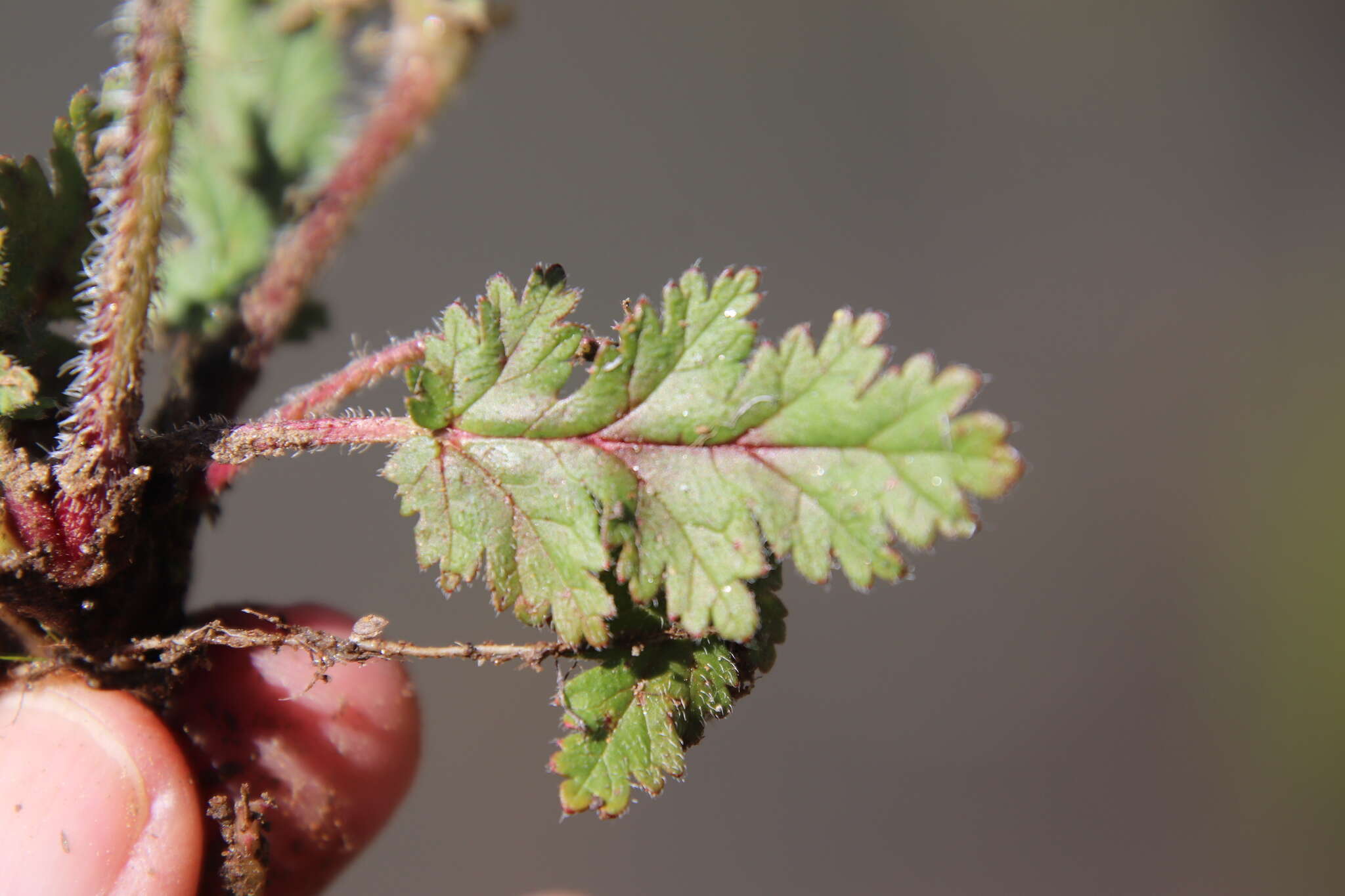 Слика од Erodium brachycarpum (Godr.) Thellung