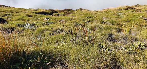 Image of Chionochloa australis (Buchanan) Zotov