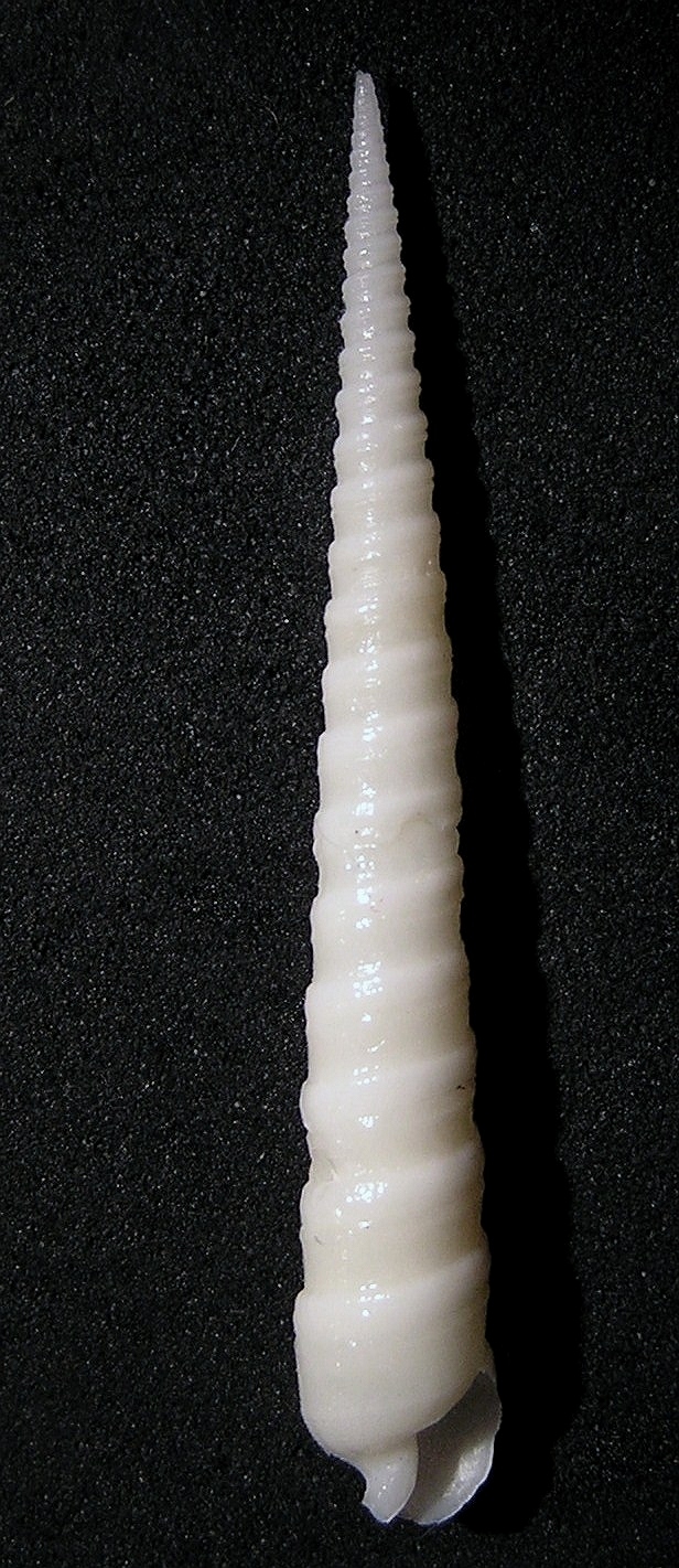Image of <i>Terebra cingulifera</i> Lamarck 1822