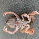 Image of Gulf frog crab