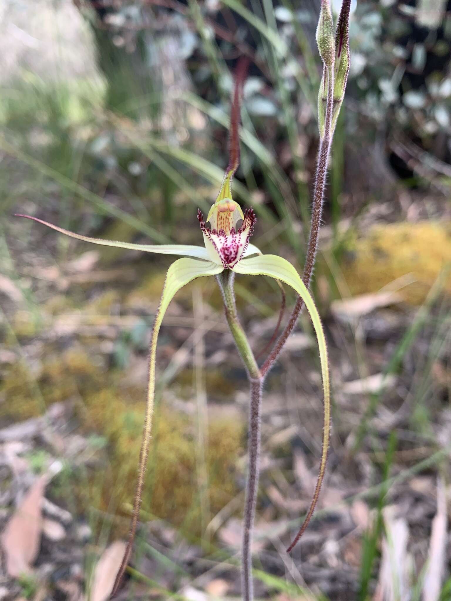 Image of Graceful spider orchid