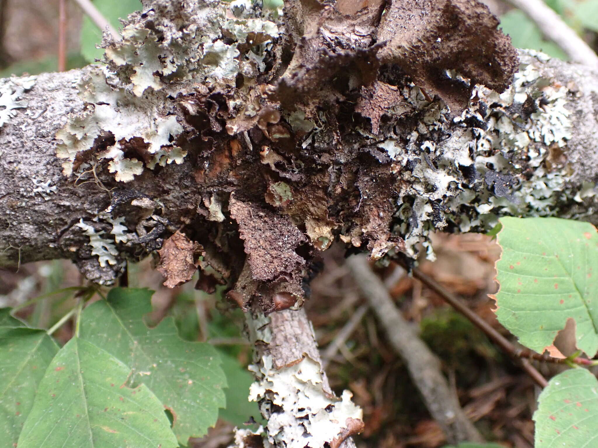 Image of <i>Tuckermanopsis platyphylla</i>