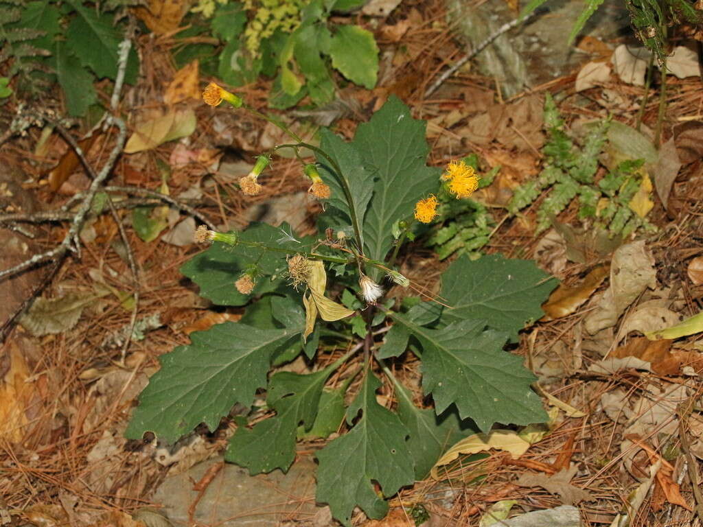 Image of Gynura japonica (Thunb.) Juel