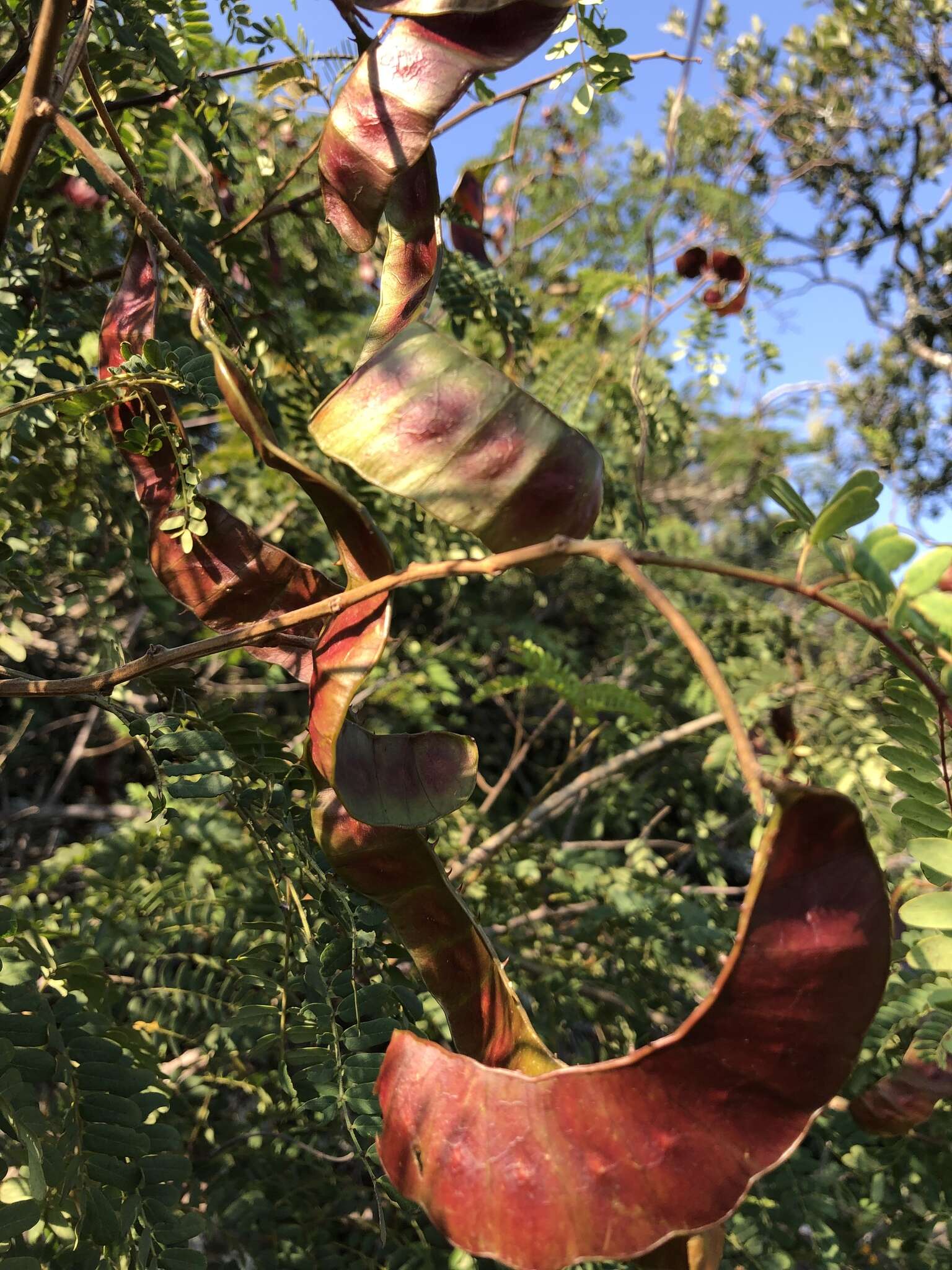 Image of Adenopodia spicata (E. Mey.) C. Presl