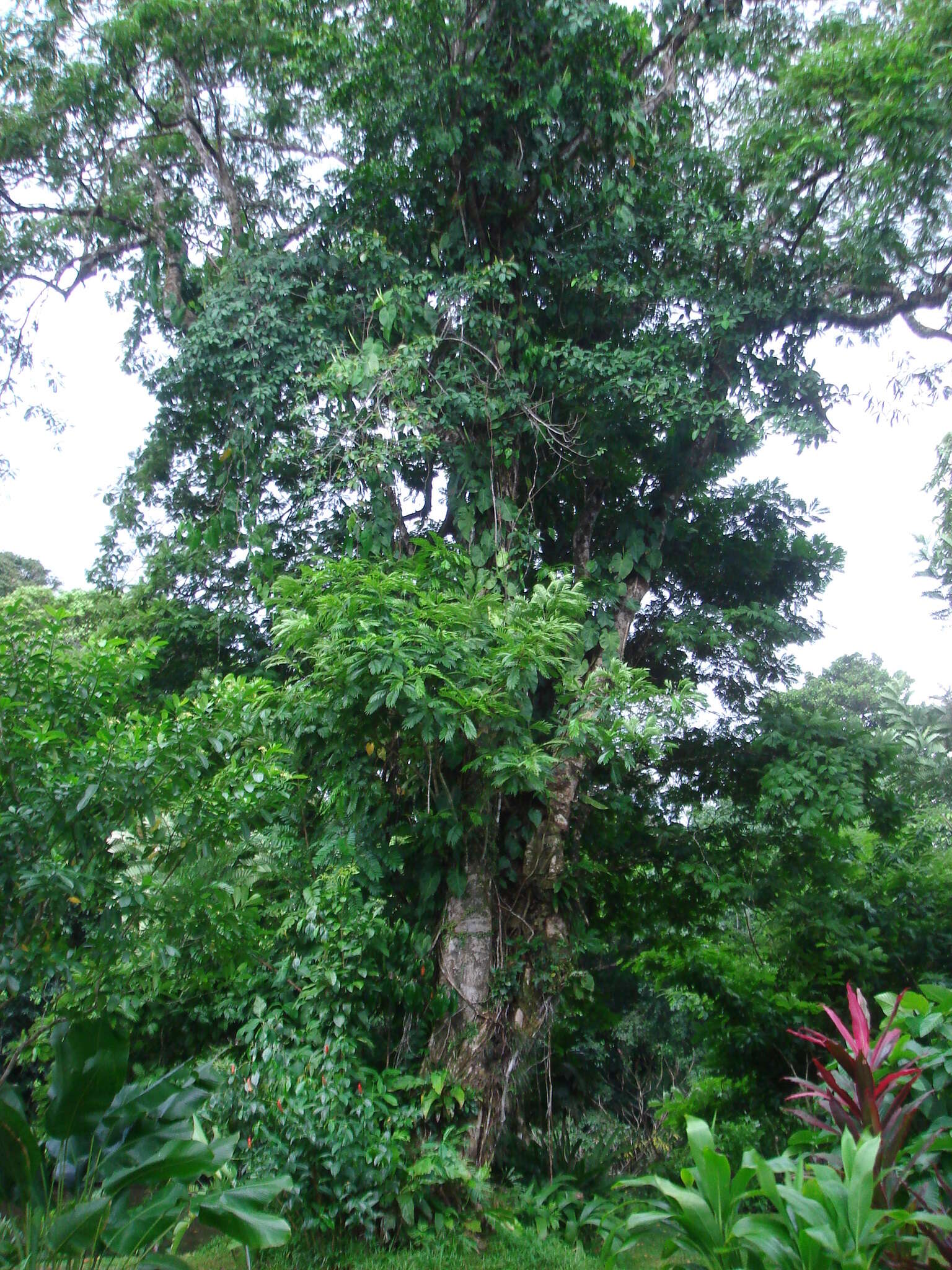 Image of Gavilán Tree