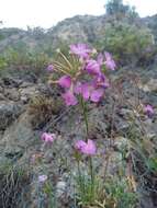 Image of Dianthus rupicola Biv.