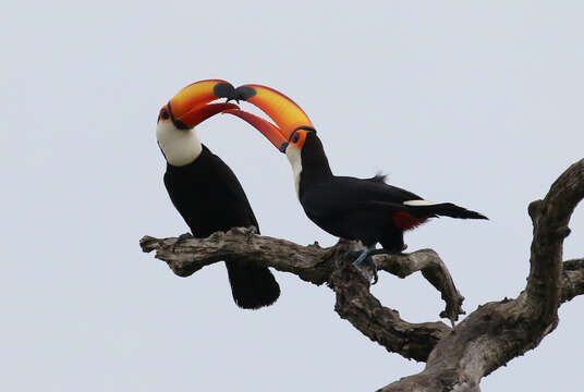 Image of Toco Toucan