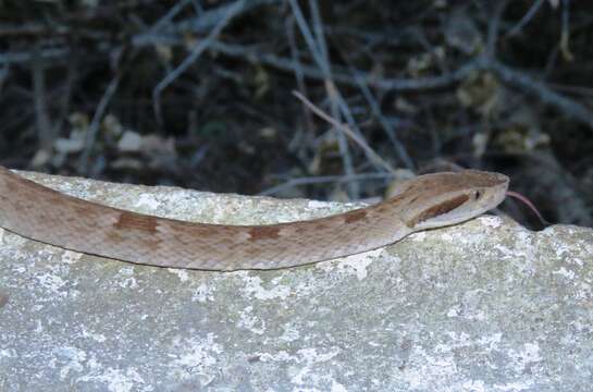 Imagem de Bothrops jararaca (Wied-Neuwied 1824)