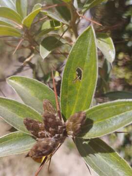 Image of Dasyphyllum ferox (Wedd.) Cabrera