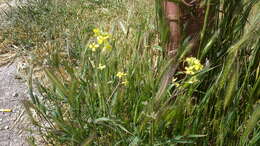 صورة Hordeum murinum subsp. leporinum (Link) Arcang.