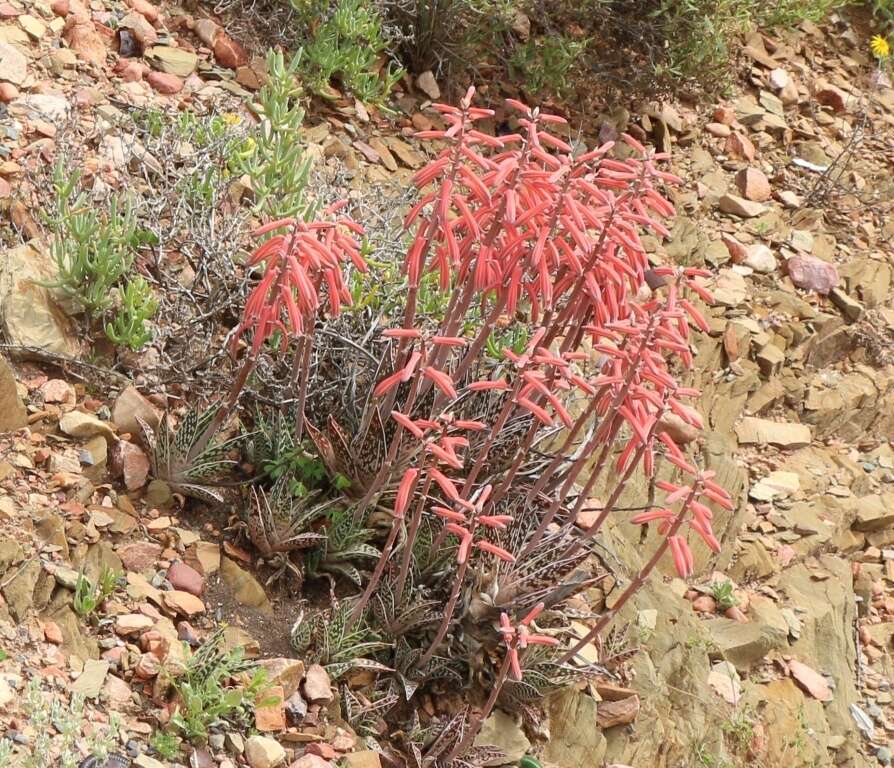 صورة Gonialoe variegata (L.) Boatwr. & J. C. Manning