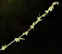 Image de Polygonum douglasii Greene