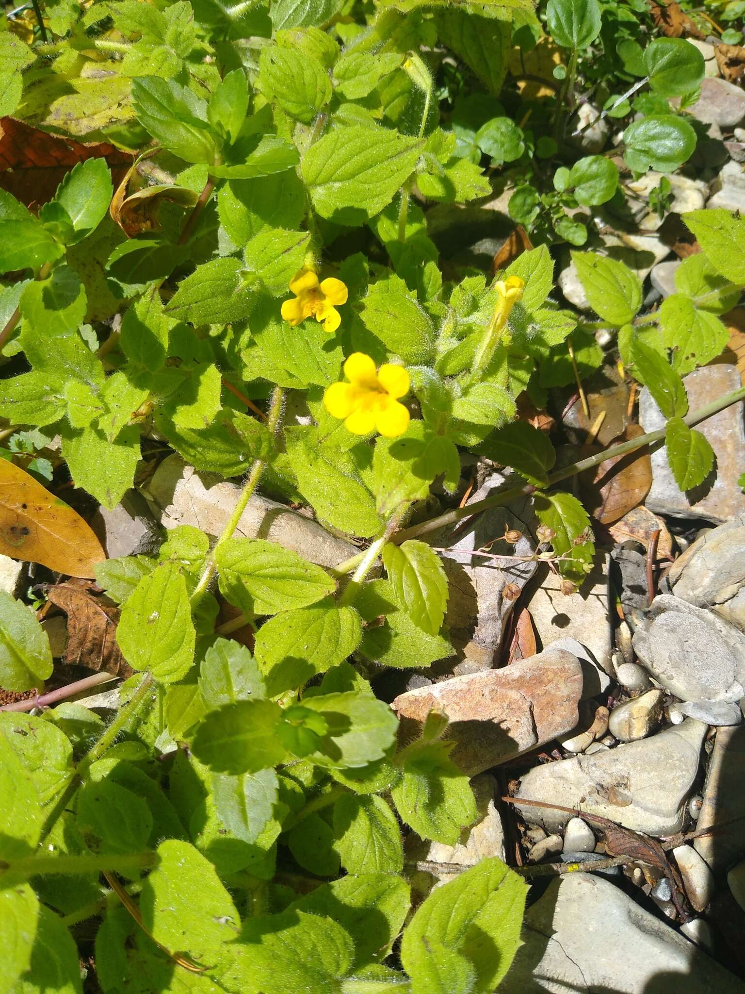 Image of muskflower