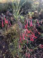 Image of scarlet gilia