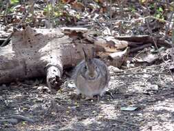 Image of Sylvilagus floridanus (J. A. Allen 1890)