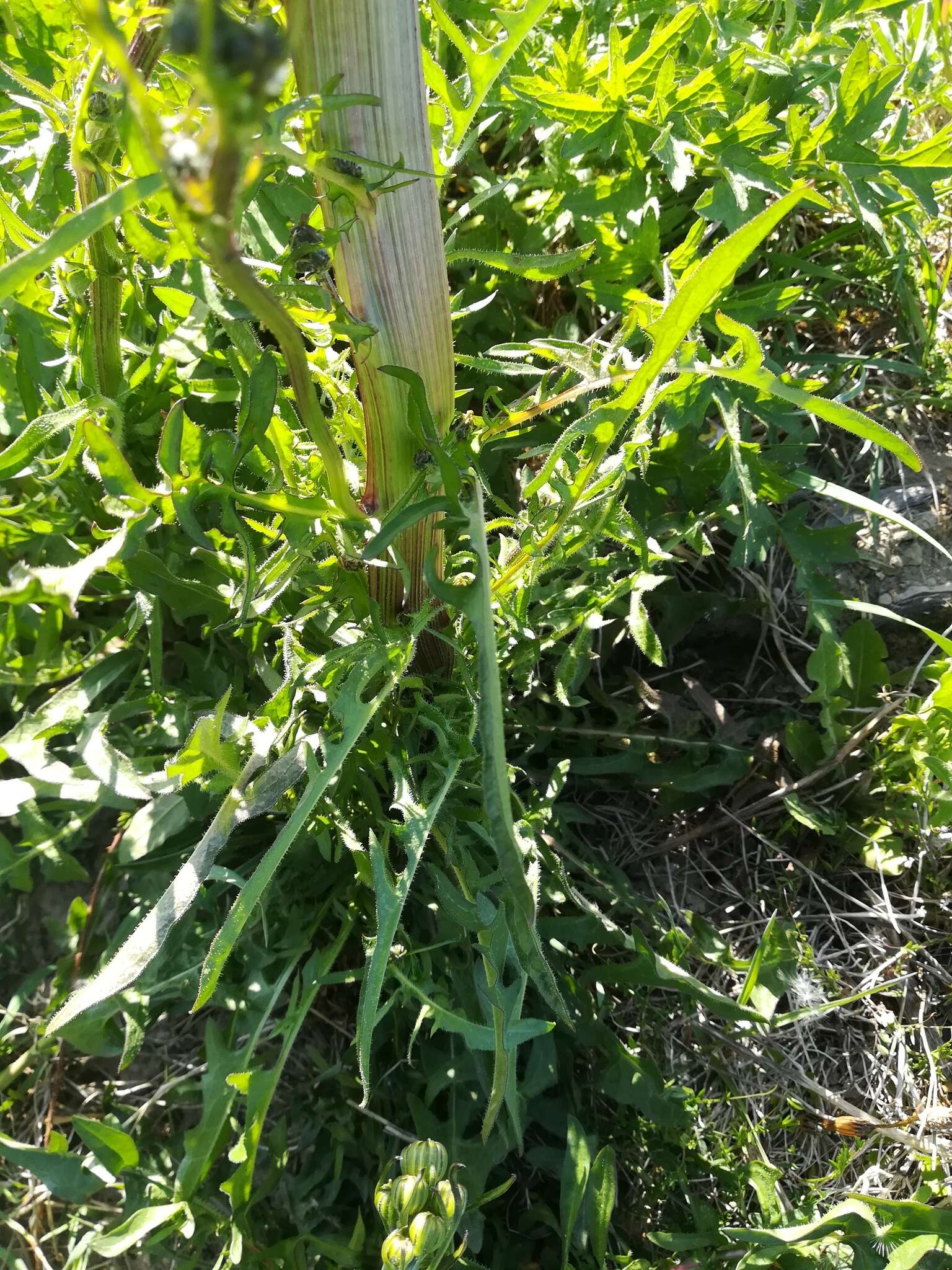 Image of rough hawksbeard