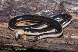 Image of Reticulate Worm Snake