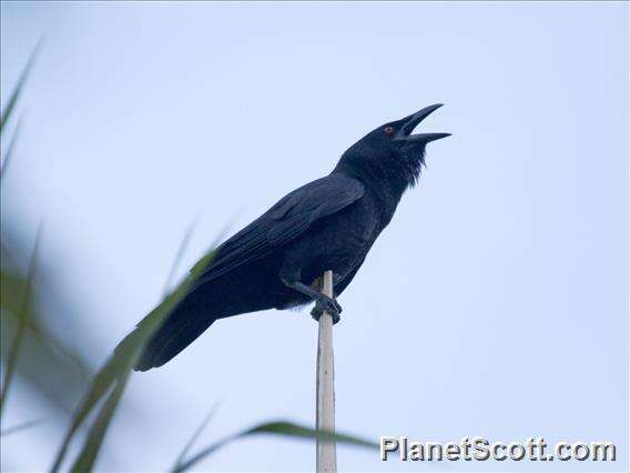 Image of White-necked Crow