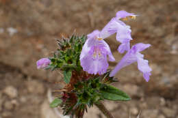 Image of Red hemp nettle