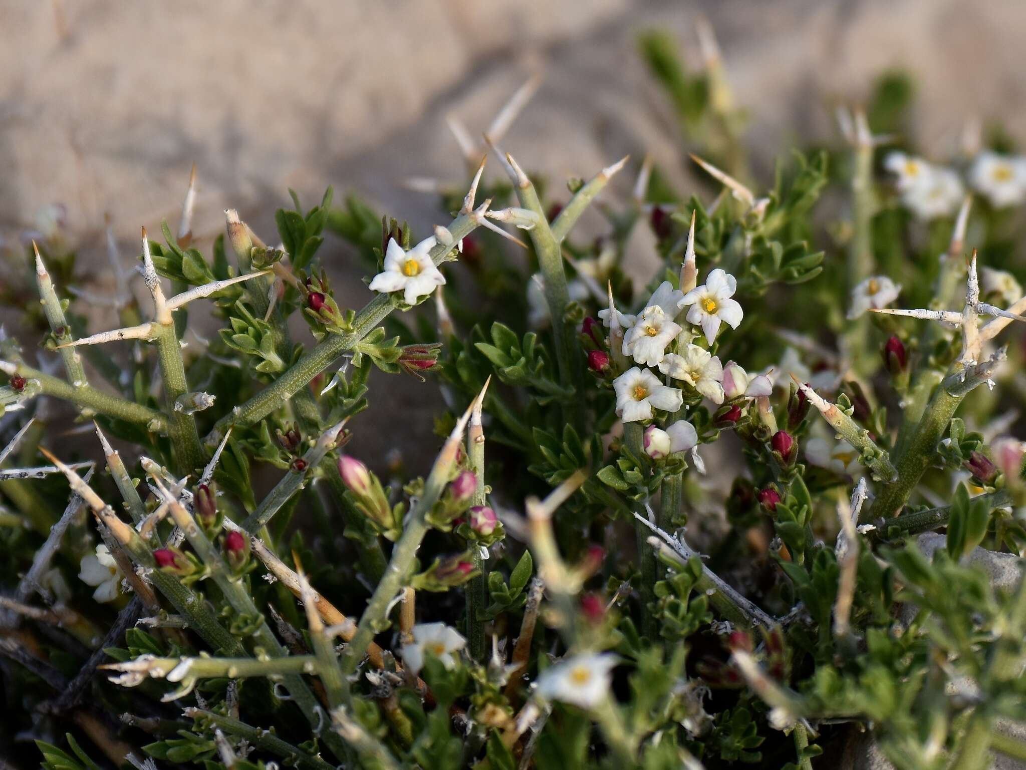 Image of spiny menodora