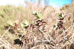 Image of Aspalathus cordata (L.) R. Dahlgren