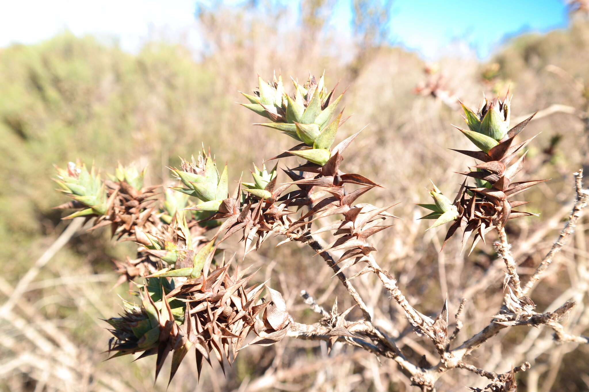 Image of Aspalathus cordata (L.) R. Dahlgren